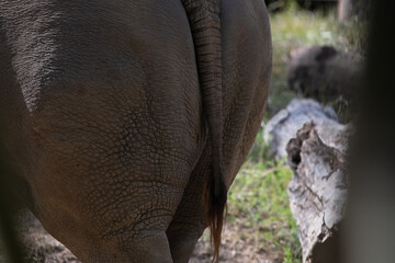White Rhino Back Side or Rear End