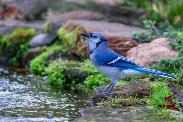 Blue jay