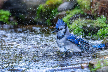 Blue Jay taking bath