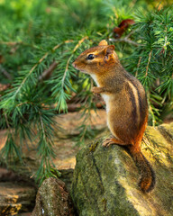 Chipmunk