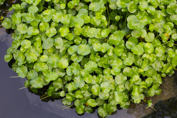 Gotu kola, Asiatic pennywort, Indian pennywort. Water plant in the pond