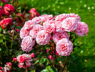 a beautiful pink rose against green