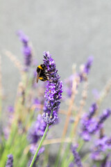 a bumble be on lavender twig