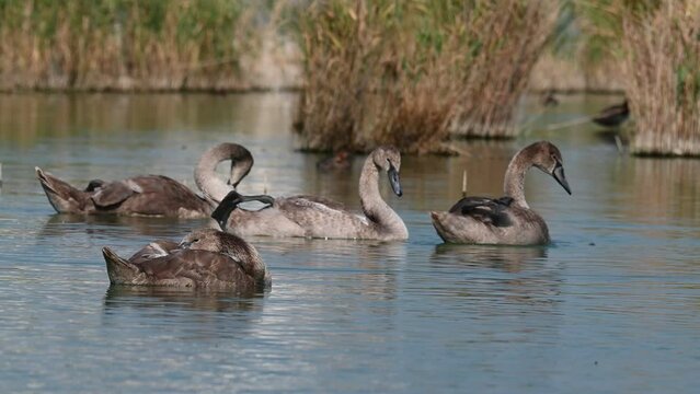 Mute swan Cygnus olor preening on in the lake. Slow motion.