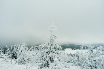 trees with snow in the mountains
