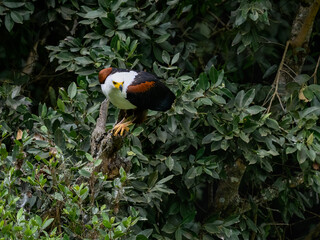 African Fish Eagle ready to take off from the tree