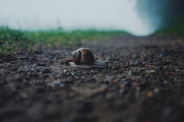snail on the ground