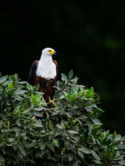 African Fish Eagle portrait on dark green background