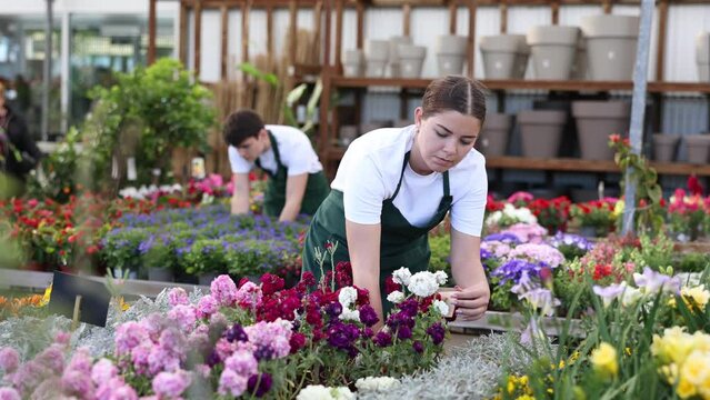 Skilled young female florist in apron caring about potted Mathiola Incana flower during working day in greenhouse