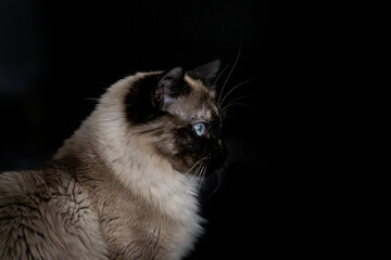 Siamese Ragdoll Cat Side View Black Background 