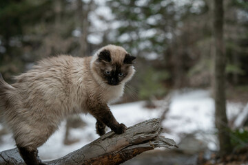 Purebred Ragdoll Siamese Cat on Tree Post