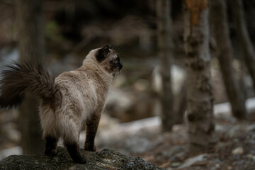 Purebred Ragdoll Siamese Cat Exploring Forest of trees winter