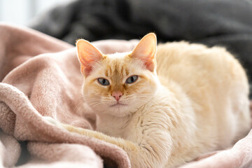 Blue Eyed Flame Point Siamese White Young Cat Concerned Look Dissatisfaction