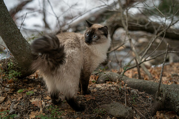 Purebred Ragdoll Siamese Cat In RiverBed Looking Behind 
