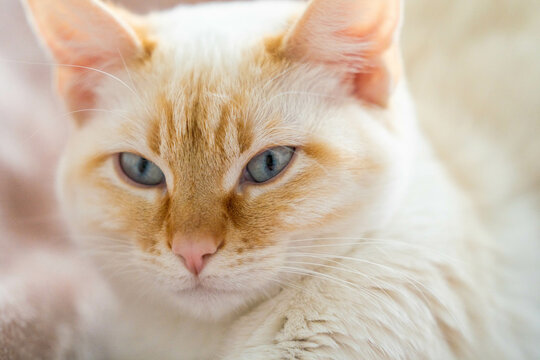Blue Eyed Flame Point Siamese White Young Cat Very close shot