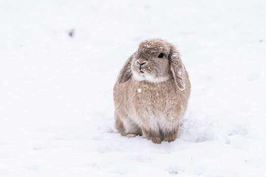 Adorable Brown Holland Lop Bunny Rabbit Outside in Snowy Weather Cold Winter
