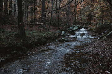 River in the mountain woods