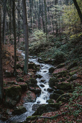 River in the mountain woods