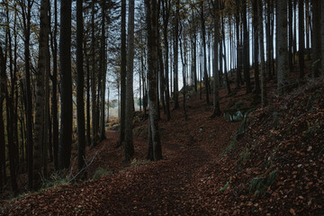 Mountain Trees Scenes