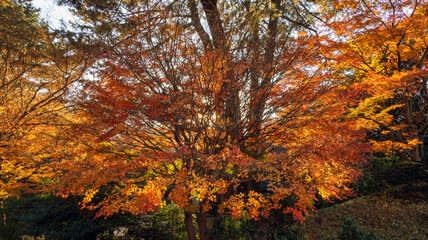 色づいたカエデ