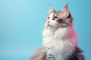 Fluffy calico cat with long hair looking sideways on light blue background Focus on snout