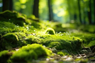 Photo sur Plexiglas Photographie macro Forest integrity national park lush moss close up macro sunlit backdrop