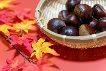 美味しそうな栗