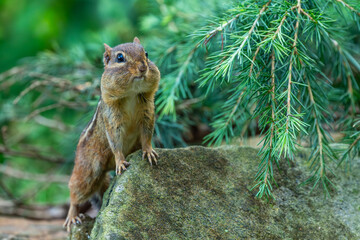 Chipmunk