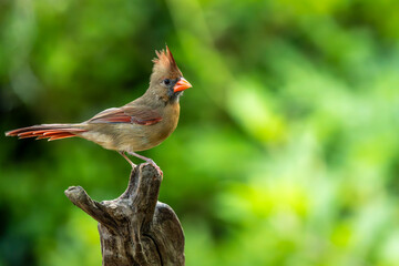 Female Northern Cardinal