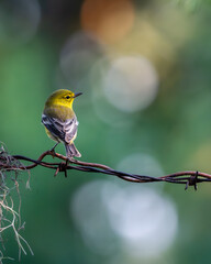 Pine warbler 