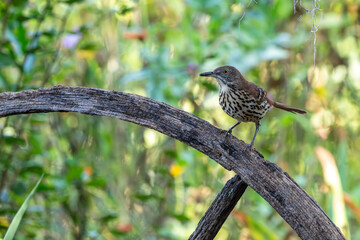 Brown Thrasher