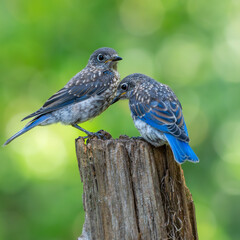 Bluebirds