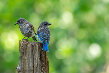 Bluebirds
