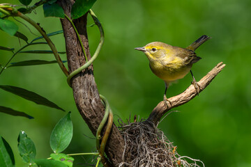 Pine warbler 