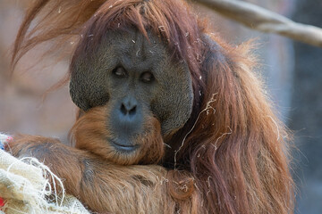 Sumatran Orangutan Sitting With Eyes Closed