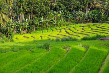 Rice field