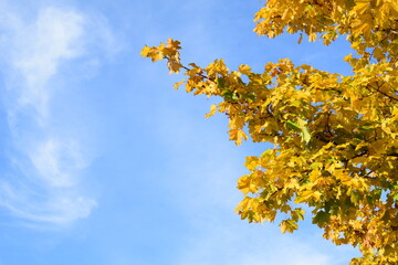 Yellow leaves of a tree and blue sky in autumn