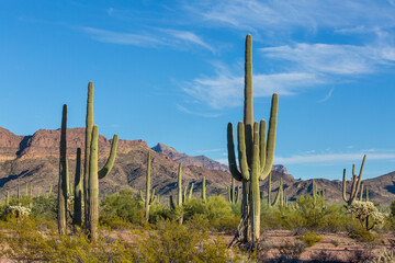 Saguaro