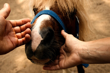 pony, hand close-up, Close-up of a human hand feeding horses in a zoo, village, blue harness