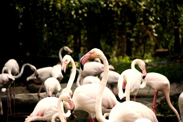 flamingo, Big Bird relaxes, enjoying the summer. Green nature background