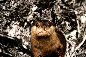 Cute close up portrait of an Asian or Oriental small clawed otter (Aonyx cinerea) with out of focus...