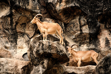 mountain goat, on a rock, mountain goat on a rock slope, red, two goats,