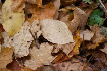 autumn leaves on the ground