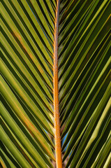 Autumn Sunlight on a Green and Orange Palm Leaf.