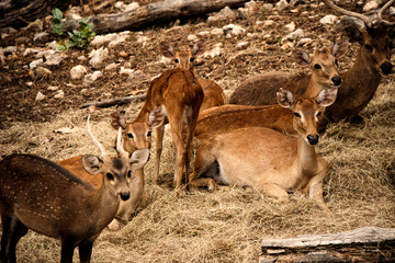Naklejka na ściany i meble Eld's Deer or Rucervus eldii, in forests Thailand.