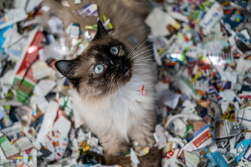 Cat Mess Destroy Shred Paper Naughty Feline Siamese Ragdoll Portrait