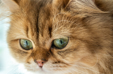 Macro Close Up Green Eye Ginger Fur Cat