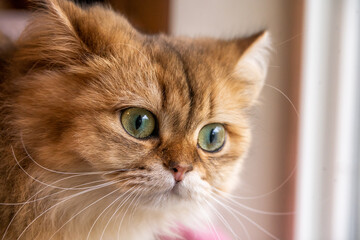 Macro Close Up Green Eye Ginger Fur Cat