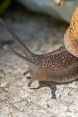 Macro Lens Photo Garden Snail on Concrete 