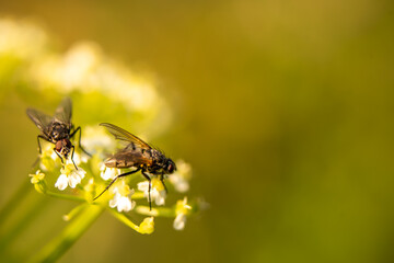 Outdoor Macro Photography